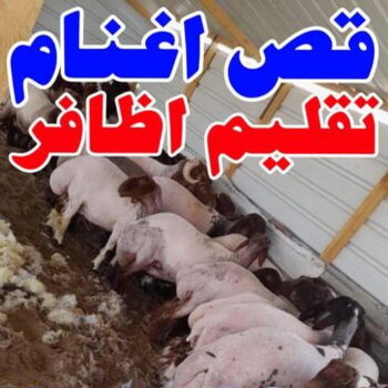 قص اغنام - تقليم اظافر - امير 65942811 - اغنام الكويت - جز غنم - جز اغنام - جز صوف - حلاق اغنام - حلاق غنم - جز