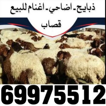 ذبايح - ذبايح للبيع - توصيل ذبايح - ابوعلي 📞 69975512 - ذبائح - غنم للبيع - اغنام للبيع - اغنام الكويت - غنم - خرفان للبيع - سوق الغنم - قصاب - ذبائح للبيع