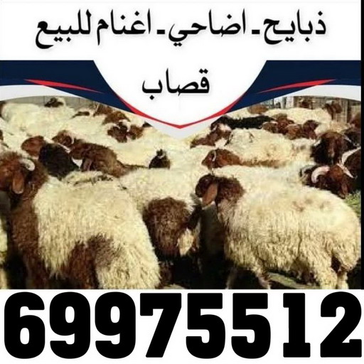 ذبايح - ذبايح للبيع - توصيل ذبايح - ابوعلي 📞 69975512 - ذبائح - غنم للبيع - اغنام للبيع - اغنام الكويت - غنم - خرفان للبيع - سوق الغنم - قصاب - ذبائح للبيع 1 ذبايح - ذبايح للبيع - توصيل ذبايح - ابوعلي 📞 69975512 - ذبائح - غنم للبيع - اغنام للبيع - اغنام الكويت - غنم - خرفان للبيع - سوق الغنم - قصاب - ذبائح للبيع